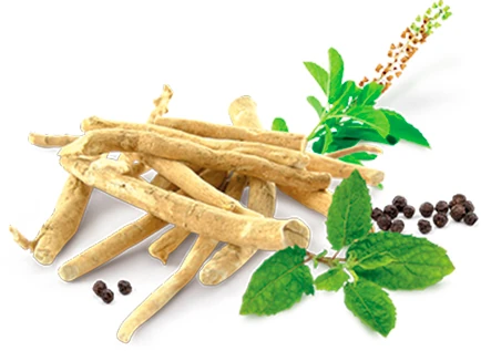 Imagen ilustrativa del ingrediente Rhodiolife®